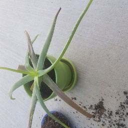 Is my aloe dying? - Glow Community